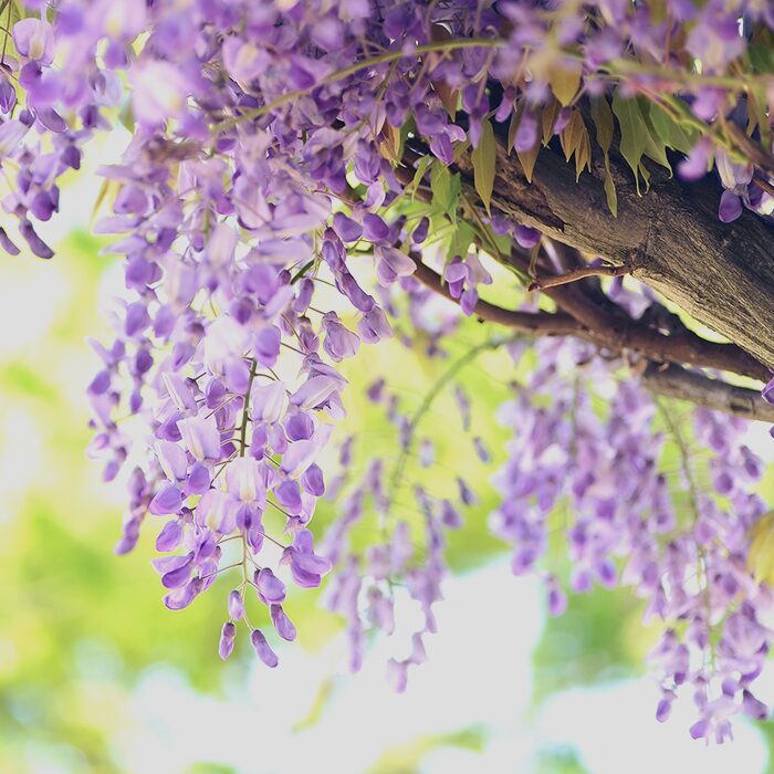 藤の花の写真