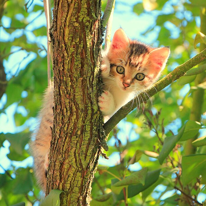 ねこ